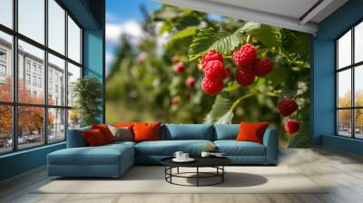 Raspberry plant with ripe red raspberries outside on sunny day in an orchard, generative AI Wall mural