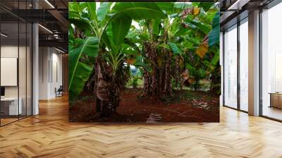 Banana trees on plantations in tropical areas Wall mural