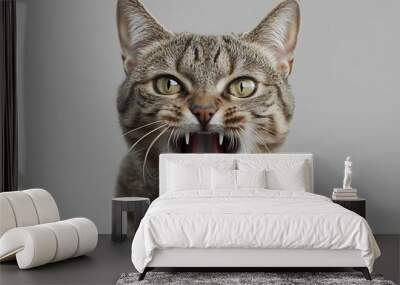 An expressive cat showing both surprise and anger, isolated on  background with a fun and quirky look Wall mural