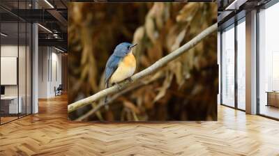 Tickell's blue flycatcher is a small passerine bird in the flycatcher family. This is an insectivorous species which breeds in tropical Asia Wall mural