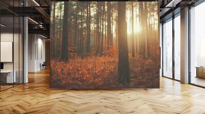 Autumn Concept. Sunset in the autumn forest.  Wall mural