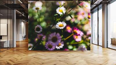 native Australian brachyscome Multifida Cut-Leafed Daisy plant with white and pink flowers Wall mural