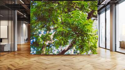 tropical looking tree with lushy green leaves Wall mural