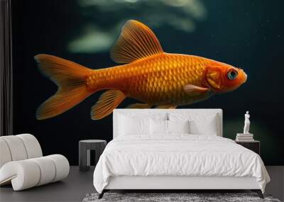 goldfish in aquarium Wall mural