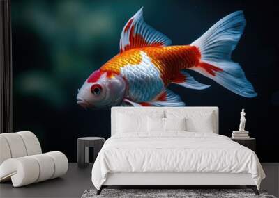 goldfish in aquarium Wall mural