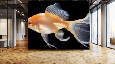 goldfish isolated on black Wall mural