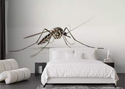 spider on a white background Wall mural