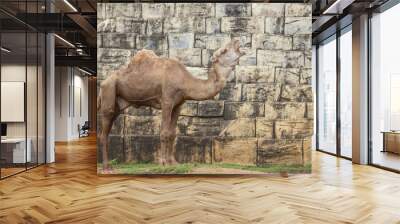 Camel Wall mural