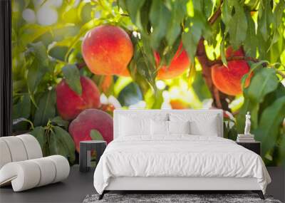 Fresh ripe peach on tree in summer orchard Wall mural