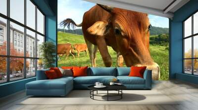 A cow is facing the camera Wall mural