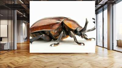 stag beetle isolated on white background Wall mural