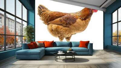 A chicken with a white background Wall mural