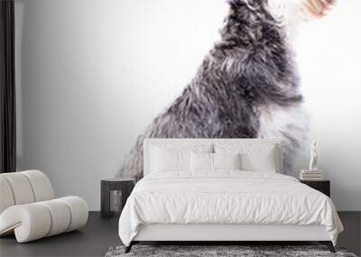 Side view of an adult schnauzer dog Wall mural