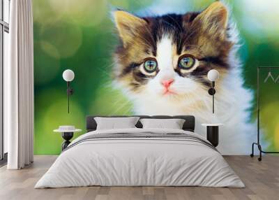 portrait of a small fluffy kitten in nature on a bokeh background Wall mural