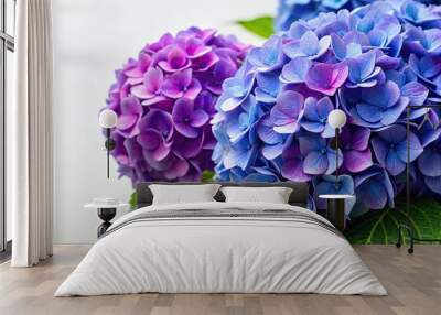 Beautiful blue and purple hydrangea flowers on a white background Wall mural