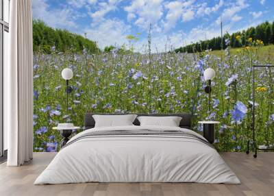 Beautiful chicory flowers and forest. Selective focus. Close-up. Background. Scenery. Wall mural