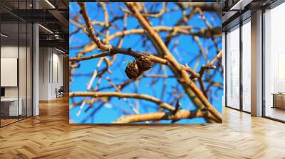 Black rotten apples on an apple tree. Close-up. Background. Landscape. Wall mural