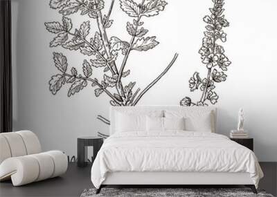 The medicinal plant is the common burdock or agrimonia eupatoria. Hand drawn botanical vector illustration. Wall mural