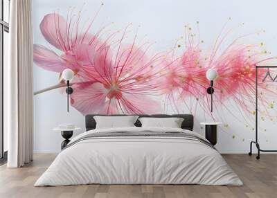 Close up of a pink persian silk tree or mimosa tree flower.  Wall mural