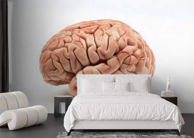 human brain on white background.  Wall mural