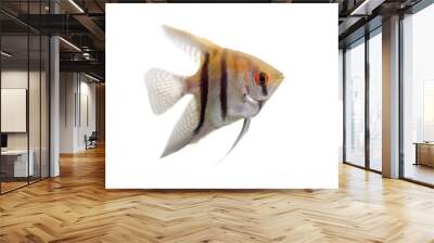 Angelfish (Pterophyllum scalare) in profile isolated on white Wall mural