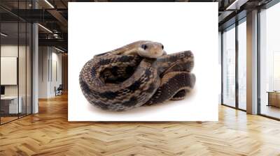 Beauty Rat Snake, Orthriophis taeniurus, on white Wall mural