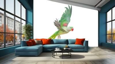 Big green ringed or Alexandrine parakeet Wall mural