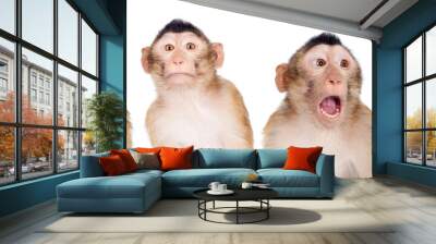 juvenile pig-tailed macaque, macaca nemestrina, on white Wall mural