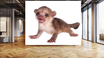 Kinkajou, Potos flavus, 2 mounth old baby on white Wall mural