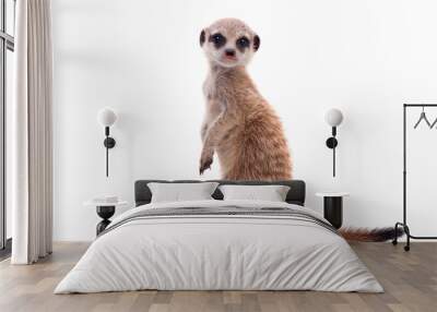 The meerkat or suricate cub, 2 month old, on white Wall mural