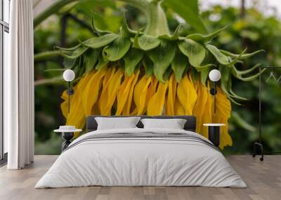 sunflower head with yellow petals Wall mural