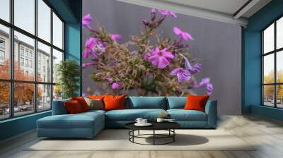 withered inflorescence of phlox with pink flowers Wall mural