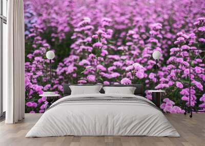 Closeup image of a beautiful purple Margaret flower field Wall mural