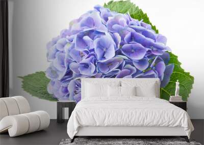 hydrangea flower on white background Wall mural