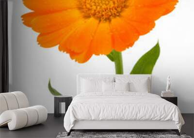 Flower of calendula Wall mural