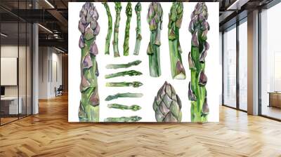 Watercolor clipart vector of set asparagus, isolated on a white background, asparagus vector, Illustration painting, Graphic logo, drawing design art Wall mural