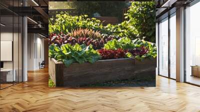 Growing vegetables on raised wooden bed in backyard garden, vegetable growing concept. Small urban backyard garden contains raised planting beds for growing salad greens and herbs throughout summer Wall mural