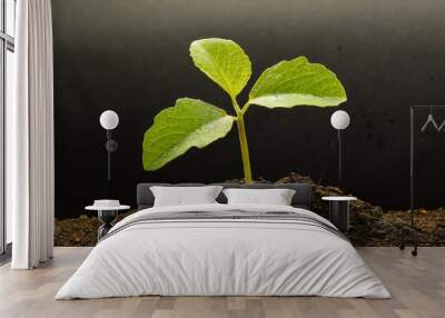 Litle plant growing two leaf at earth with hd texture at black background Wall mural