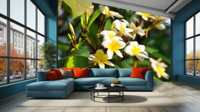 Blossoming of mango tree, Mango flower consists of 5 petals of white on the edges and yellow at the center of the helical shape Wall mural