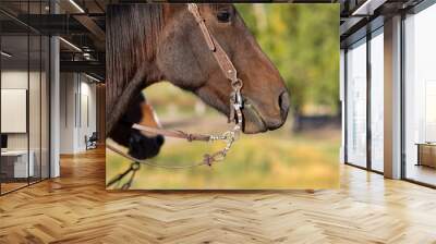 horse head, eye and bit Wall mural