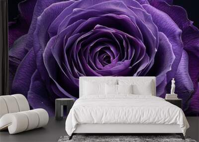  A purple rose flower, closeup view on a black background. Wall mural