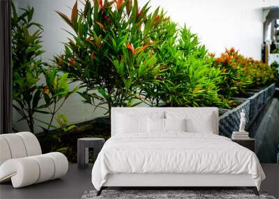 tropical garden with palm trees Wall mural