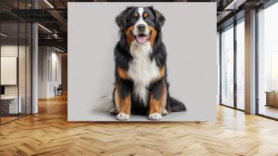 Happy Bernese mountain dog sitting on a grey background and looking at the camera with its tongue out Wall mural