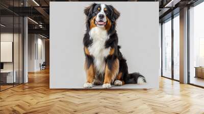 Happy Bernese mountain dog sitting on a grey background and looking at the camera with its tongue out Wall mural