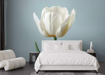 Tulip on white background Wall mural