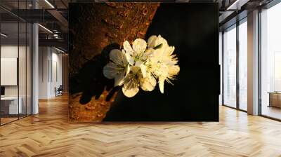 A beautiful brown bark with two blossom of apple attached on piece of this tree trunk with black background Wall mural