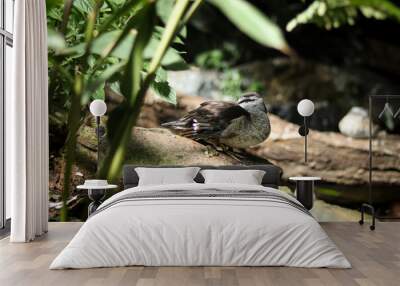 cute Cotton pygmy goose stands on a stone and cleans its feathers with its beak. Nettapus coromandelianus between a shrub and a small pond. Cleaning yourself from dust Wall mural