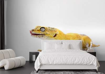 Exotic Lemon Frost Leopard Gecko isolated in bright white background Wall mural