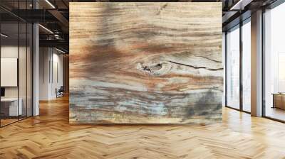 old wood texture. Top view of wood vein cut. light brown white textured tree trunk with veined inner surface. Close up of wood texture Wall mural