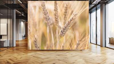 Closeup of wheat growing on an organic farm. Golden grain macro on sunny day. Seasonal harvesting. Wall mural